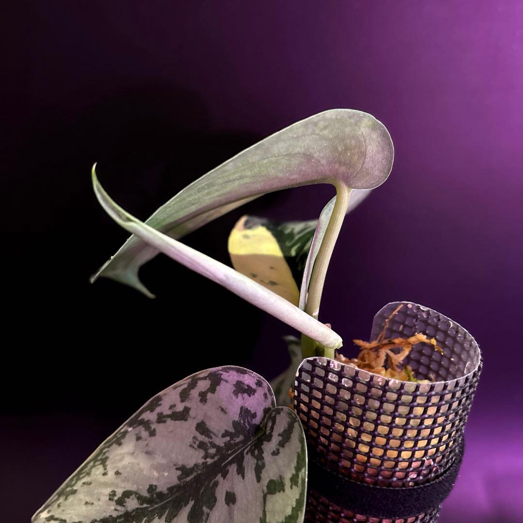 スキンダプサス・マリポーサ 斑入り　1