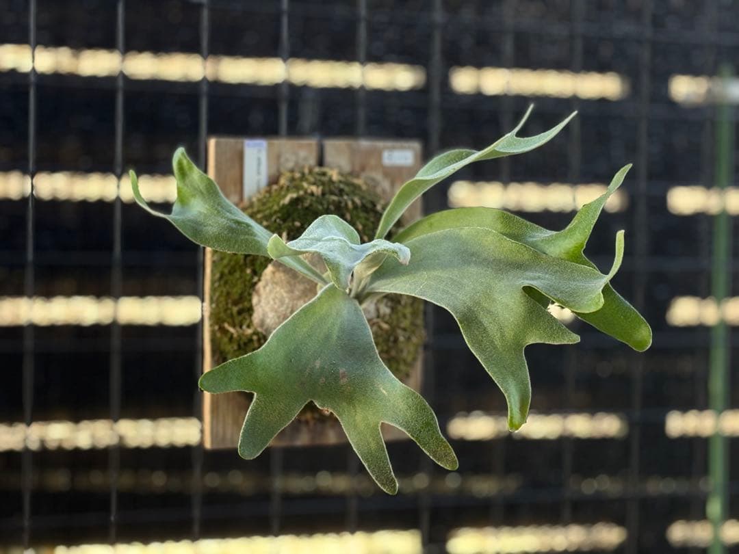 celso tatsuta oc セルソタツタ オリジナル 板付け 良いサイズ