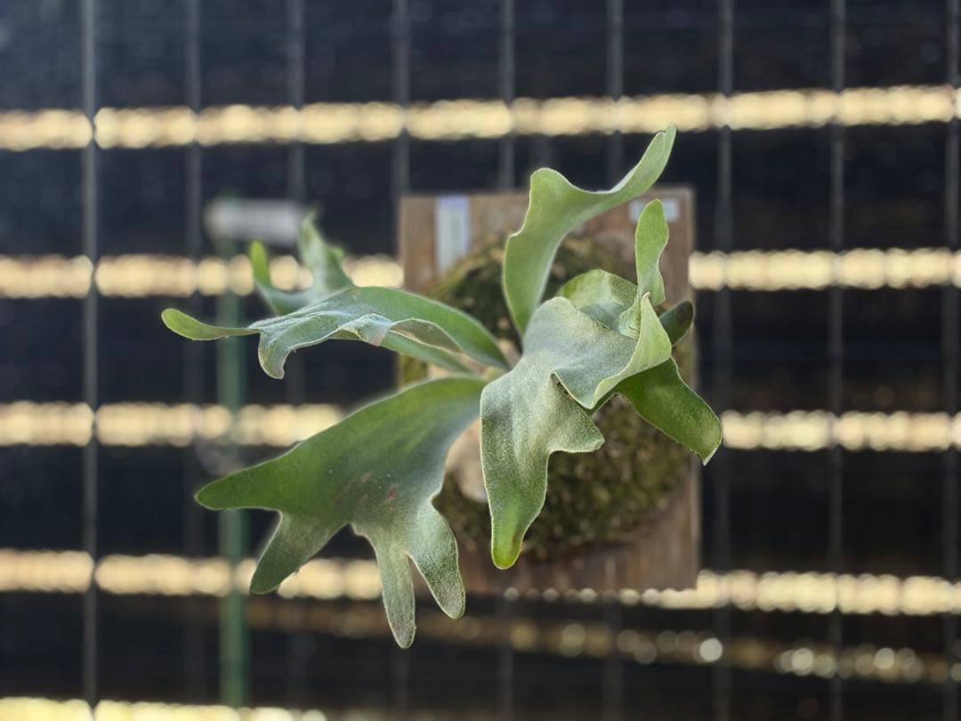 celso tatsuta oc セルソタツタ オリジナル 板付け 良いサイズ