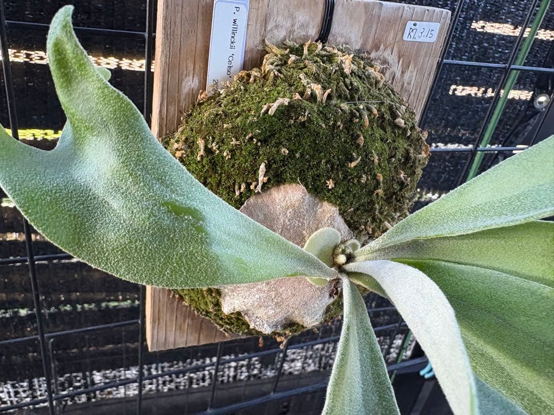 celso tatsuta oc セルソタツタ オリジナル 板付け 良いサイズ