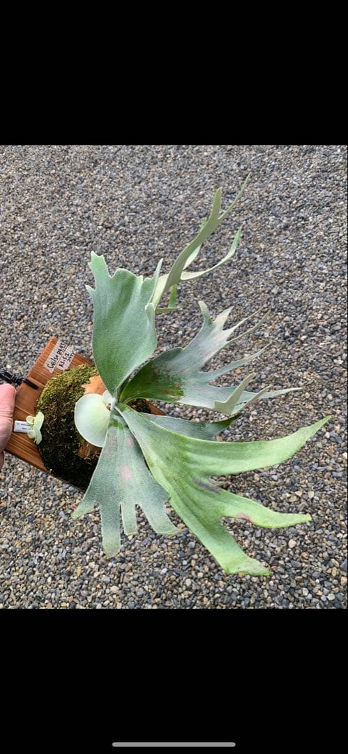 celso tatsuta oc セルソタツタ オリジナル 板付け 良いサイズ