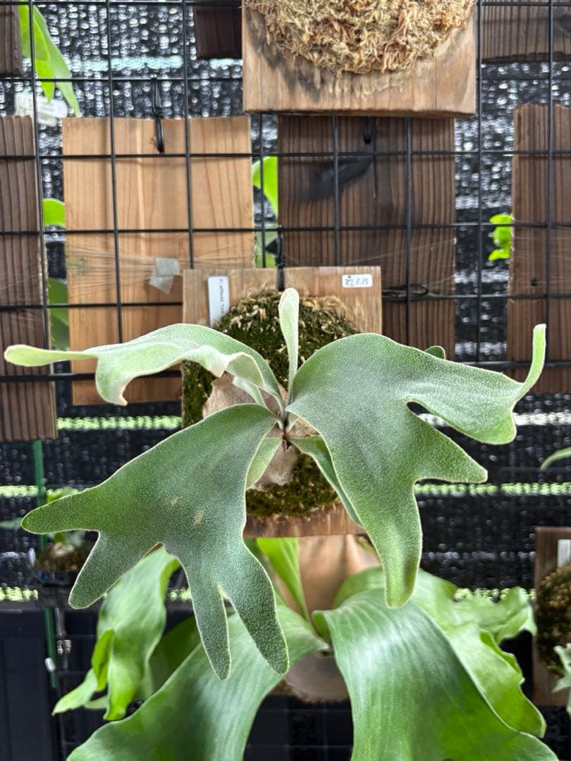 celso tatsuta oc セルソタツタ オリジナル 板付け 良いサイズ