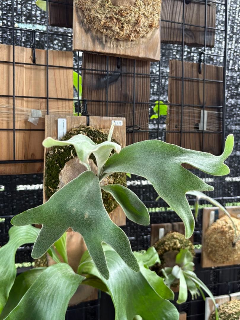 celso tatsuta oc セルソタツタ オリジナル 板付け 良いサイズ