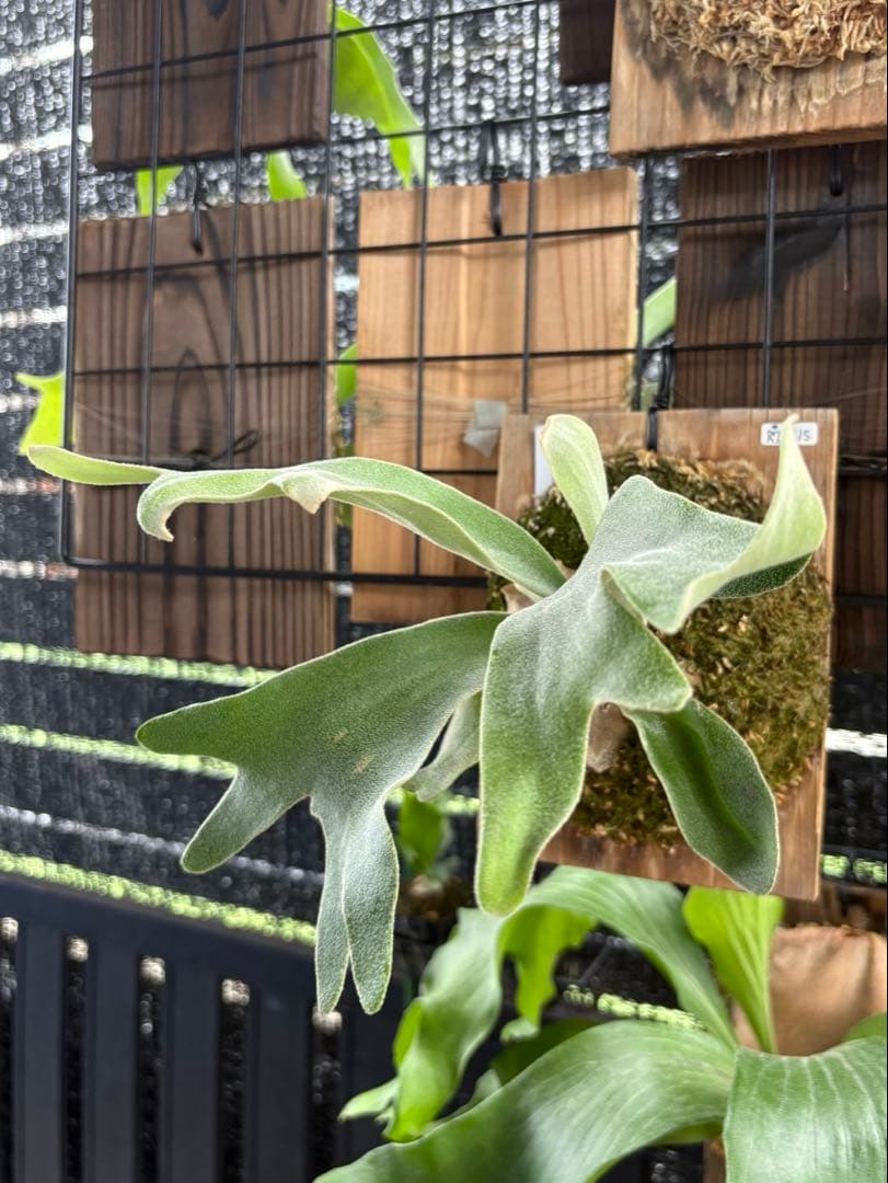 celso tatsuta oc セルソタツタ オリジナル 板付け 良いサイズ