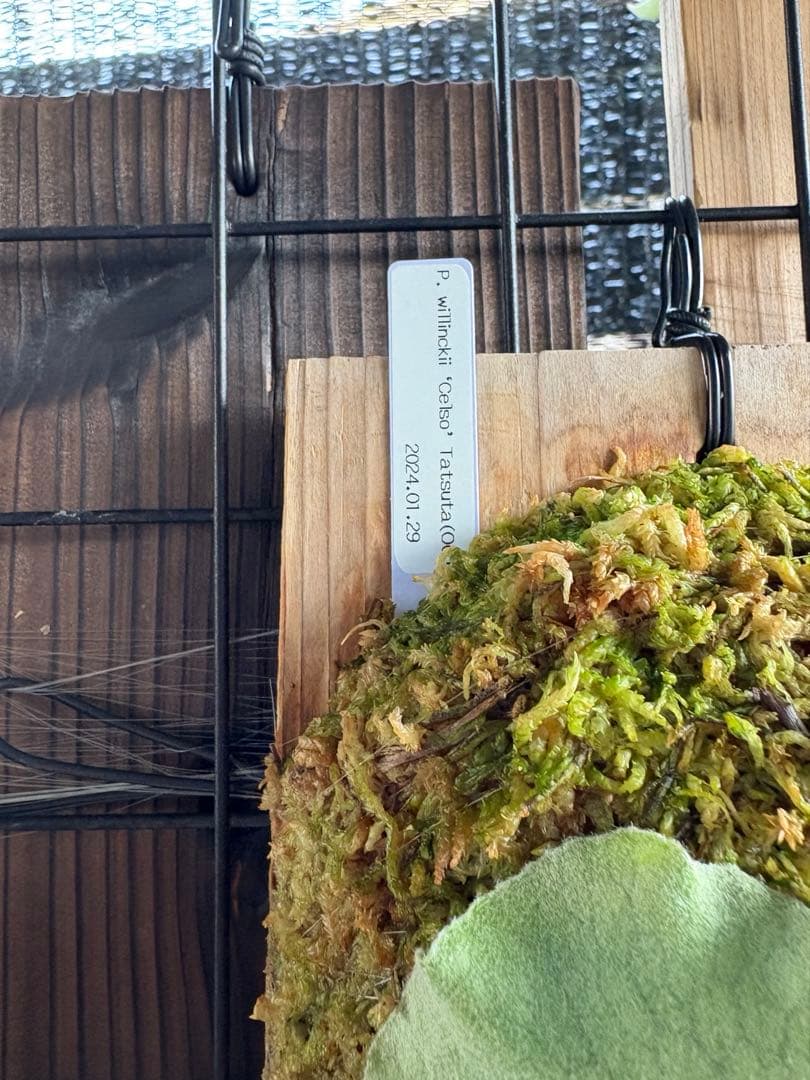 celso tatsuta oc セルソタツタ オリジナル 板付け 良いサイズ