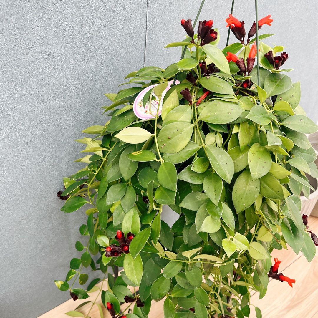 ［現品］51番　エスキナンサス　モナリザ　5号　観葉植物　室内　吊り下げ　人気