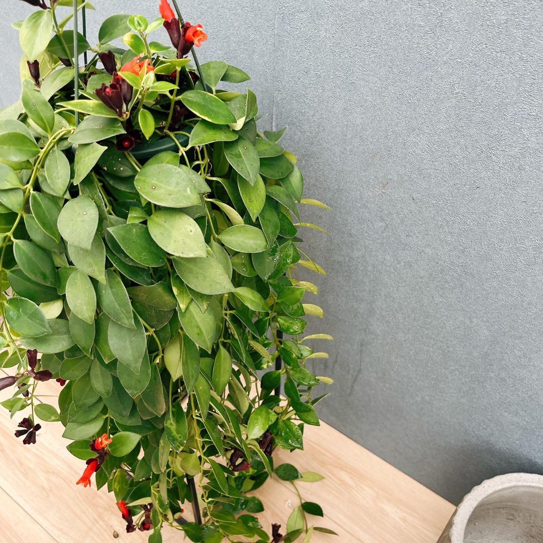 ［現品］51番　エスキナンサス　モナリザ　5号　観葉植物　室内　吊り下げ　人気