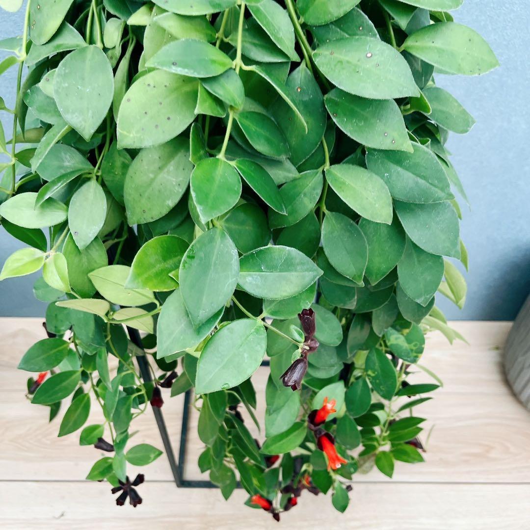 ［現品］51番　エスキナンサス　モナリザ　5号　観葉植物　室内　吊り下げ　人気