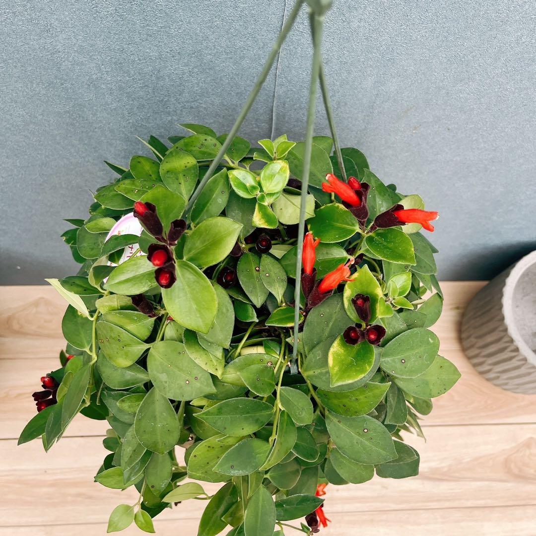［現品］51番　エスキナンサス　モナリザ　5号　観葉植物　室内　吊り下げ　人気