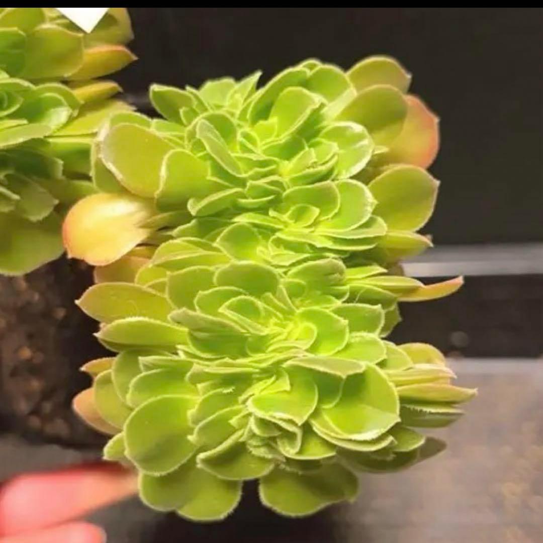 15#多肉植物アエオニウム❤️ サラダボールセッカ ❤️18cm拔き苗
