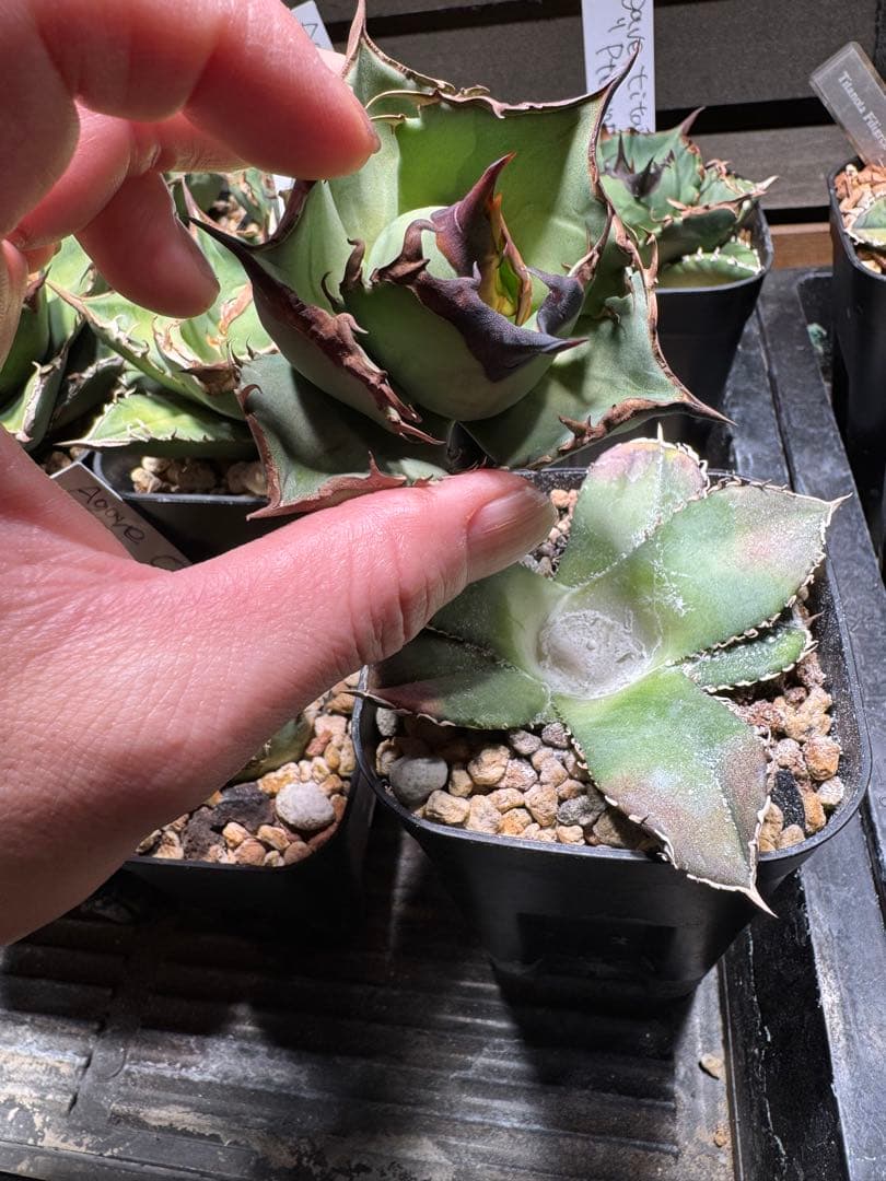 アガベ　チタノタ　キングアーサー　毒刺産　Dennis 040 白豪刺　麻花龍