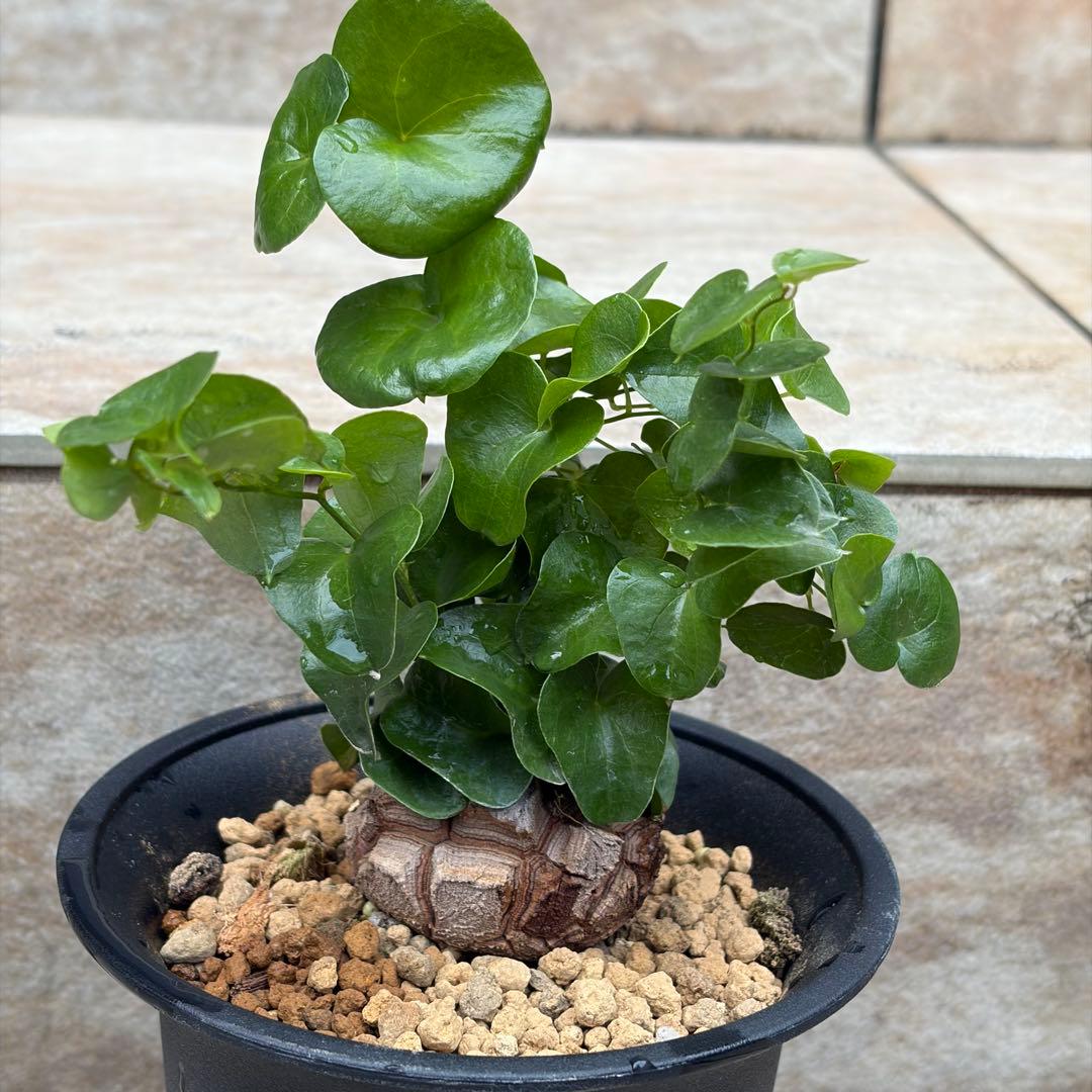 亀甲竜　約3.5号鉢　No.014　鉢、送料込　メルカリ便