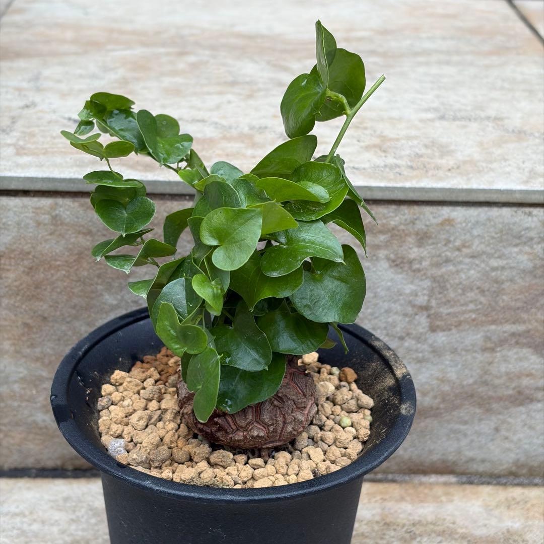 亀甲竜　約3.5号鉢　No.014　鉢、送料込　メルカリ便