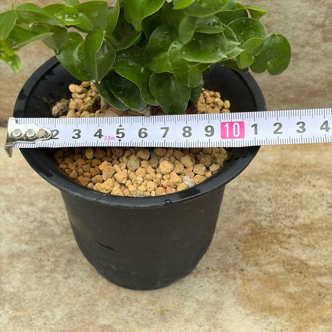 亀甲竜　約3.5号鉢　No.014　鉢、送料込　メルカリ便