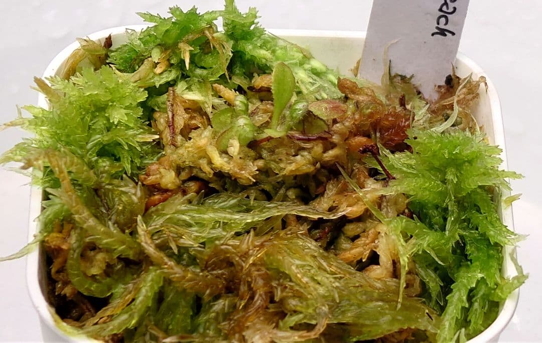 セファロタス コールマインビーチ 食虫植物 【匿名配送】