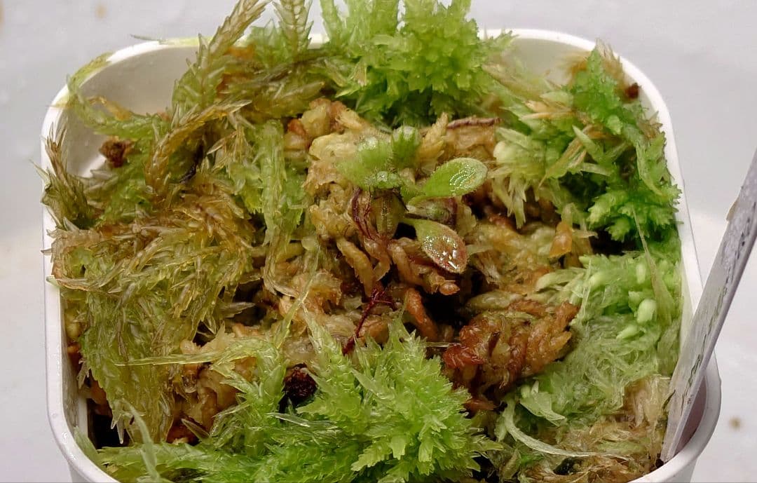 セファロタス コールマインビーチ 食虫植物 【匿名配送】