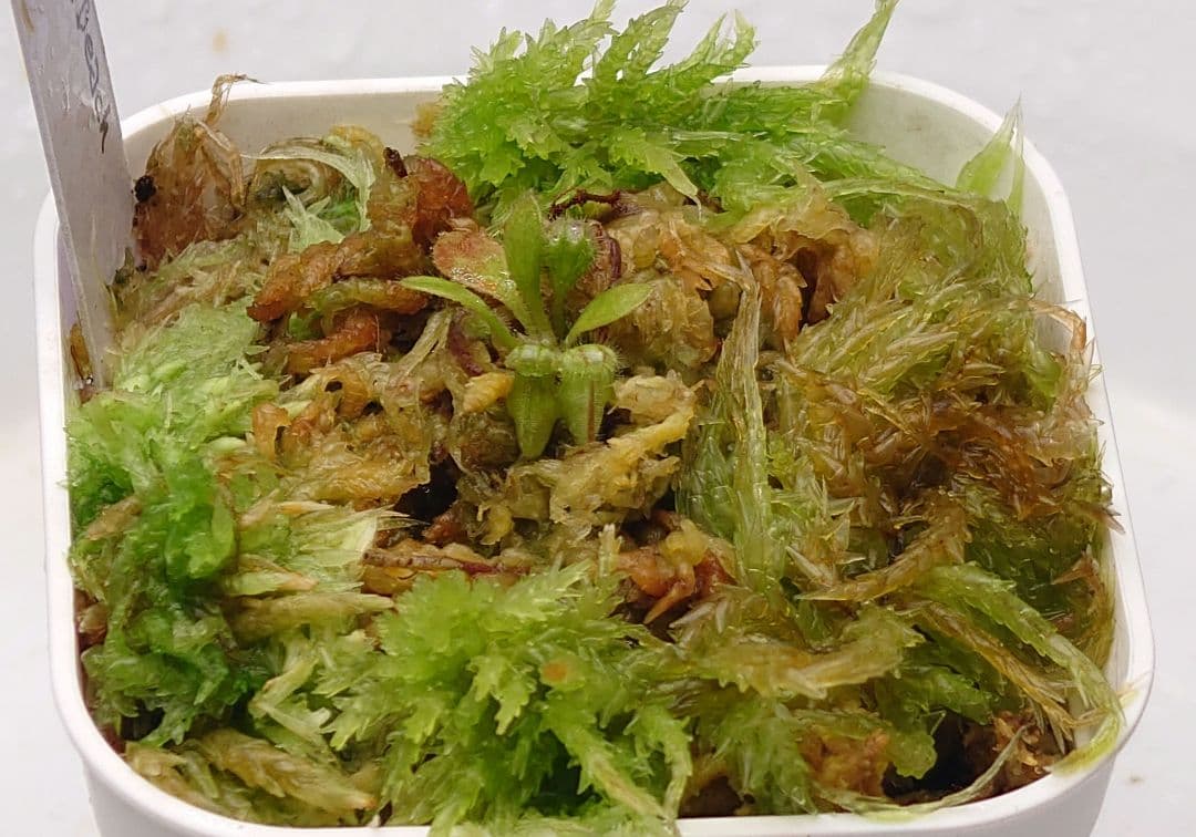 セファロタス コールマインビーチ 食虫植物 【匿名配送】