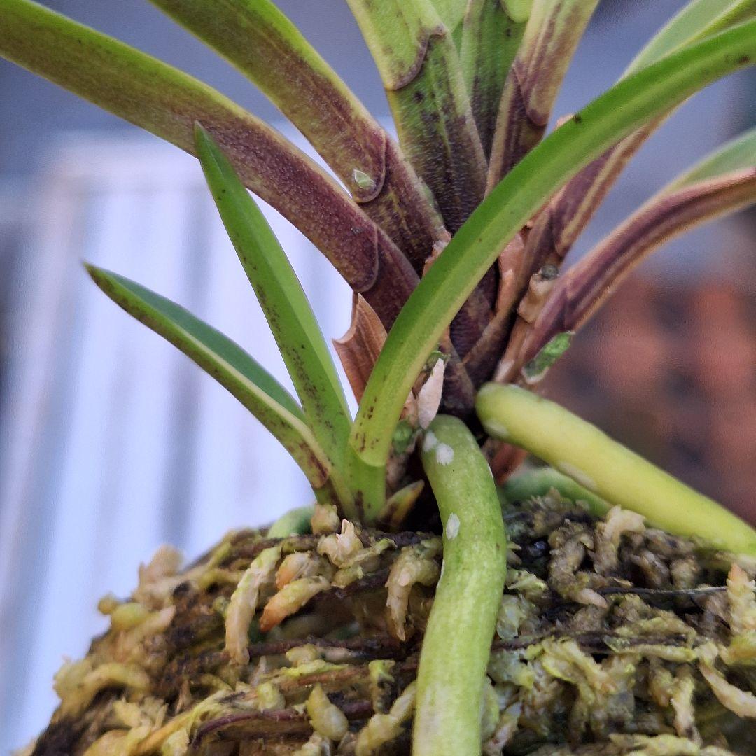 富貴蘭　奄美産　大型　後さえ極黄色縞子付き