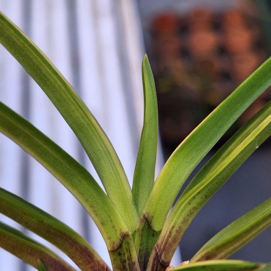 富貴蘭　奄美産　大型　後さえ極黄色縞子付き