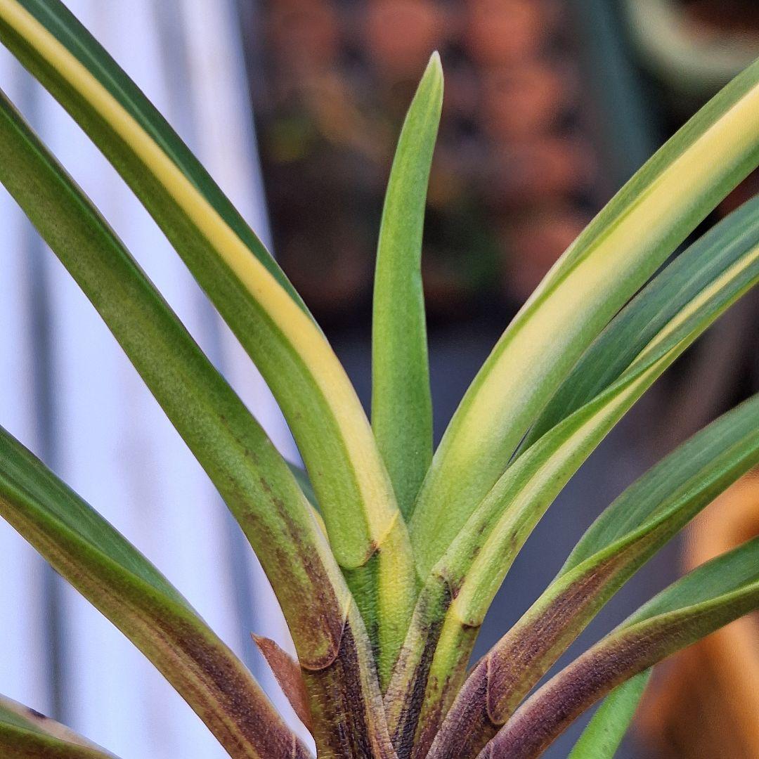 富貴蘭　奄美産　大型　後さえ極黄色縞子付き