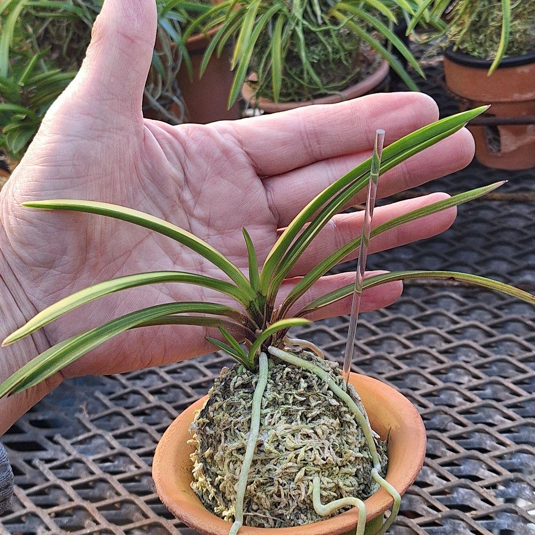 富貴蘭　奄美産　大型　後さえ極黄色縞子付き