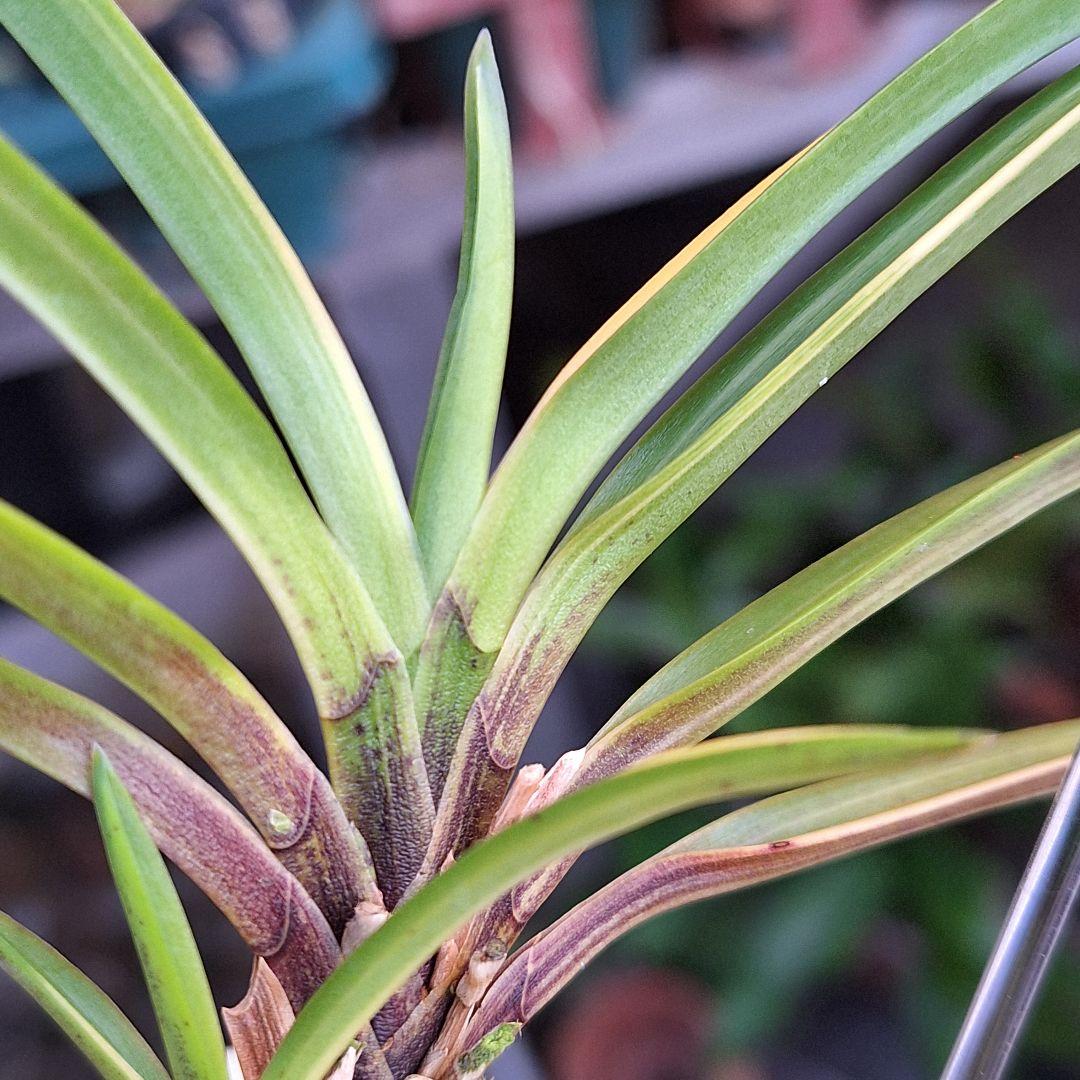 富貴蘭　奄美産　大型　後さえ極黄色縞子付き