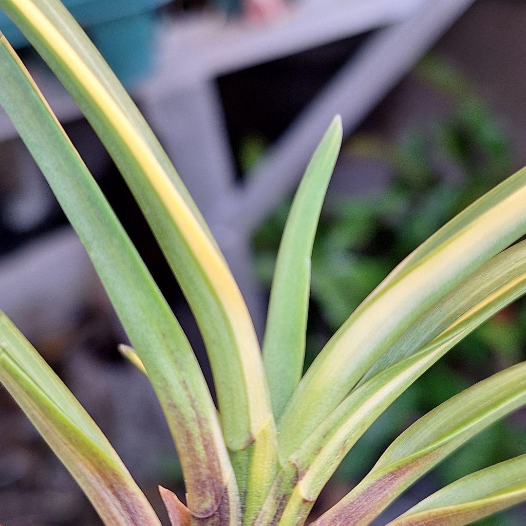 富貴蘭　奄美産　大型　後さえ極黄色縞子付き