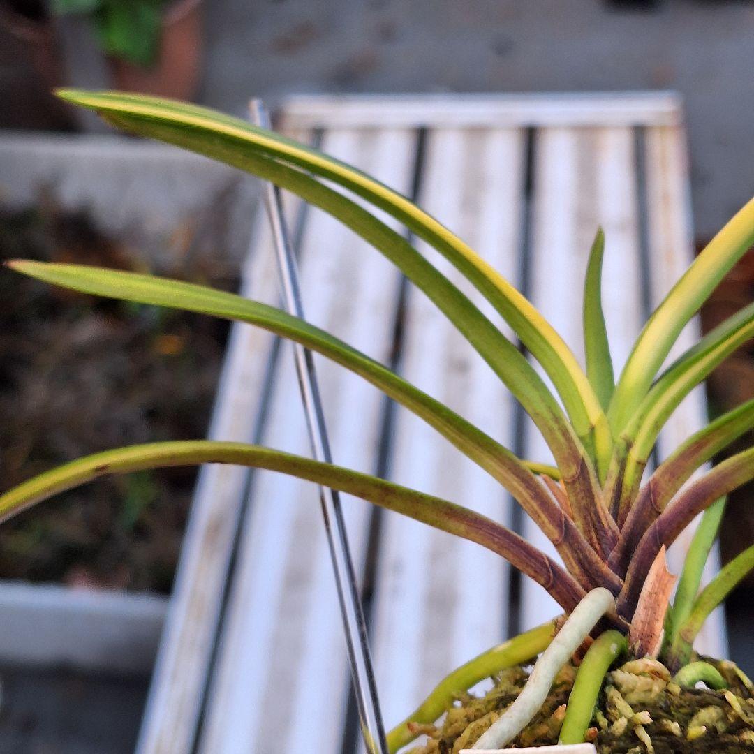 富貴蘭　奄美産　大型　後さえ極黄色縞子付き