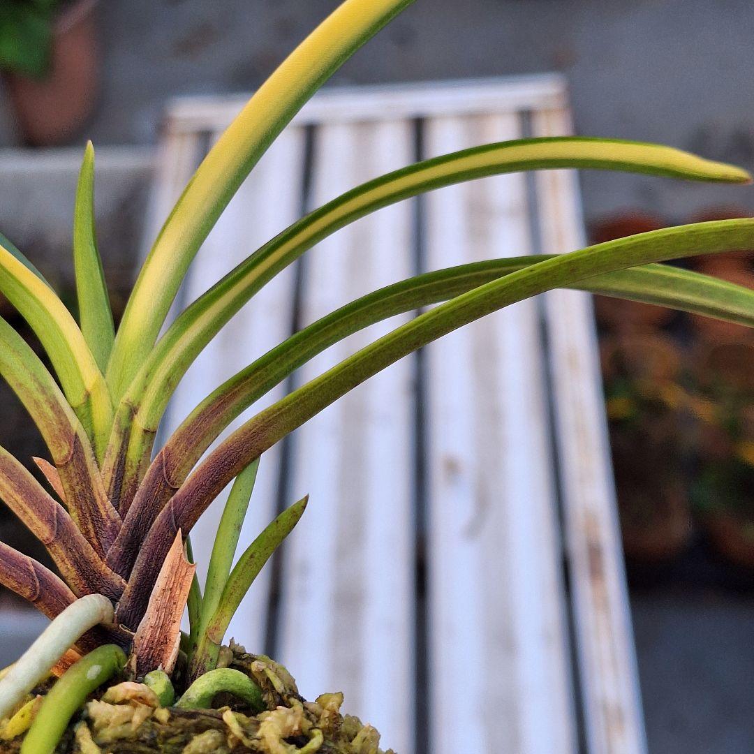 富貴蘭　奄美産　大型　後さえ極黄色縞子付き