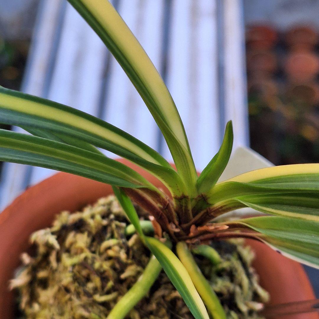 富貴蘭　奄美産　大型　後さえ極黄色縞子付き