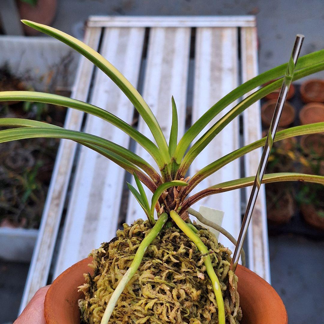 富貴蘭　奄美産　大型　後さえ極黄色縞子付き