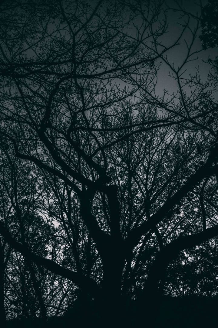 【フレア良好】Super Takumar 55mm f1.8 作例有り