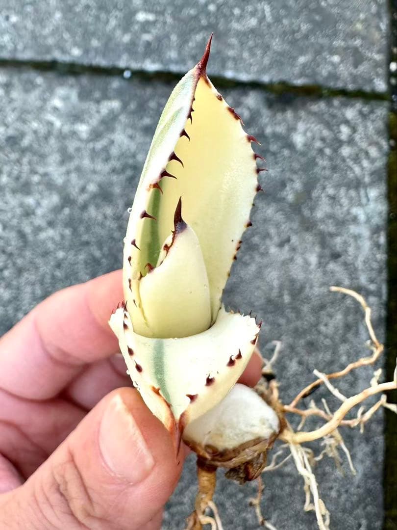 アガベ　パリートランカータ　オリザバ　orizaba 自家繁殖発根済み美株