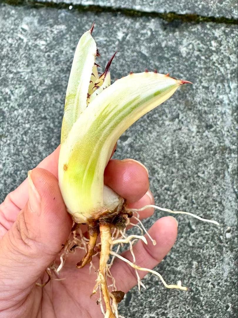 アガベ　パリートランカータ　オリザバ　orizaba 自家繁殖発根済み美株