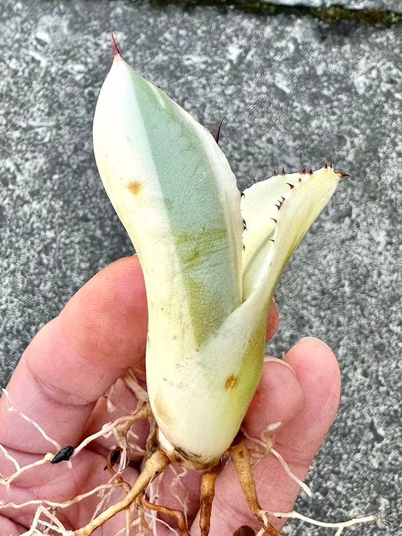 アガベ　パリートランカータ　オリザバ　orizaba 自家繁殖発根済み美株