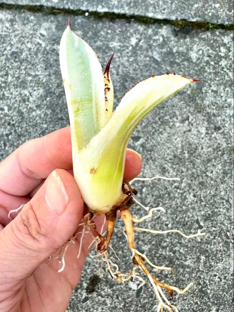 アガベ　パリートランカータ　オリザバ　orizaba 自家繁殖発根済み美株