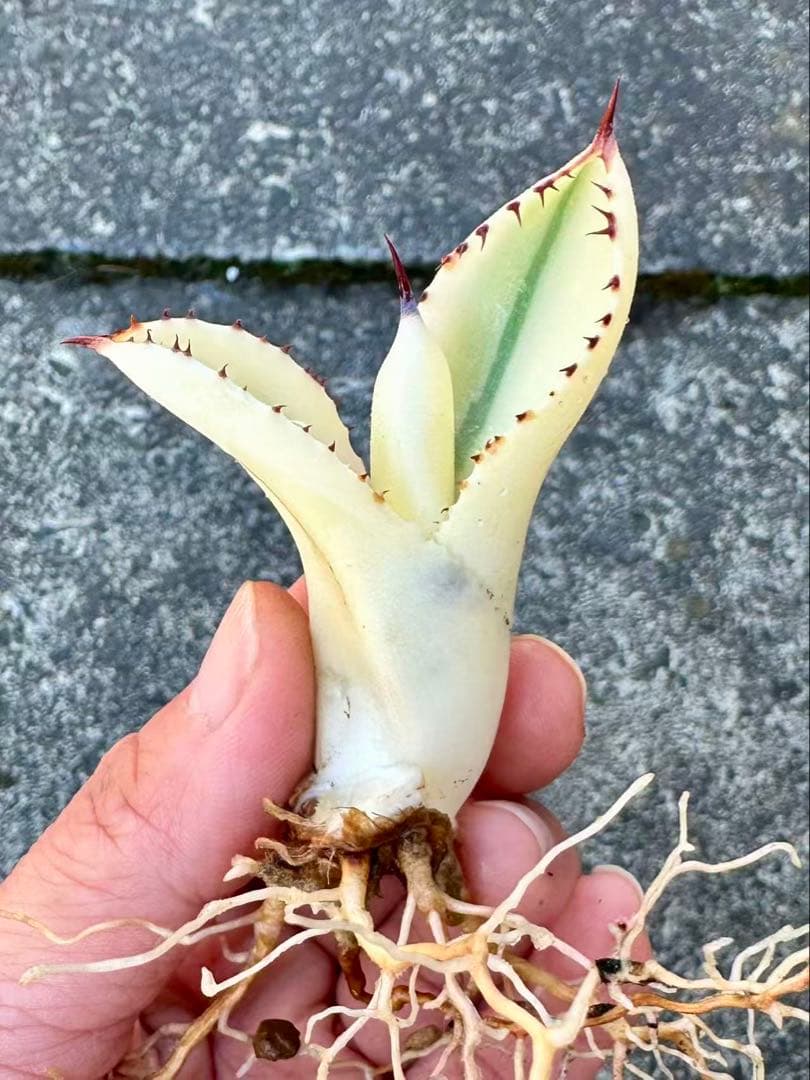 アガベ　パリートランカータ　オリザバ　orizaba 自家繁殖発根済み美株