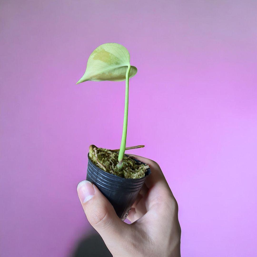 モンステラ　デリシオーサ　斑入り　TC選抜　発根済　美株