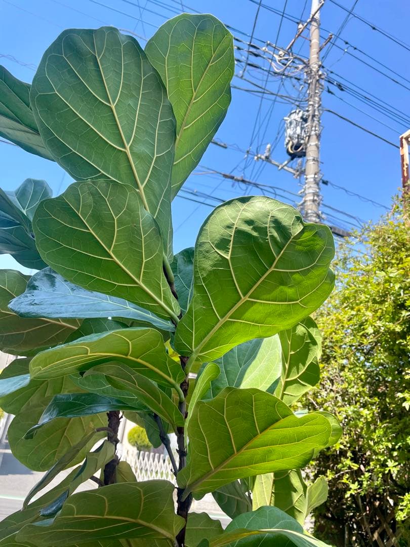 特大サイズ　フィカス・リラータ　高さ２２０センチ 引取り歓迎　久喜市　配達可能