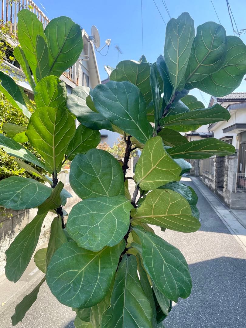 特大サイズ　フィカス・リラータ　高さ２２０センチ 引取り歓迎　久喜市　配達可能