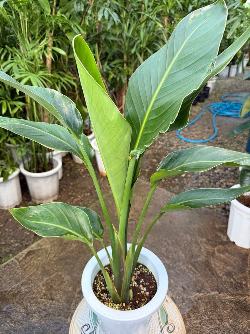 【特級品】ストレリチア オーガスタ 特大極上苗2株立ち 美形状 7号鉢サイズ