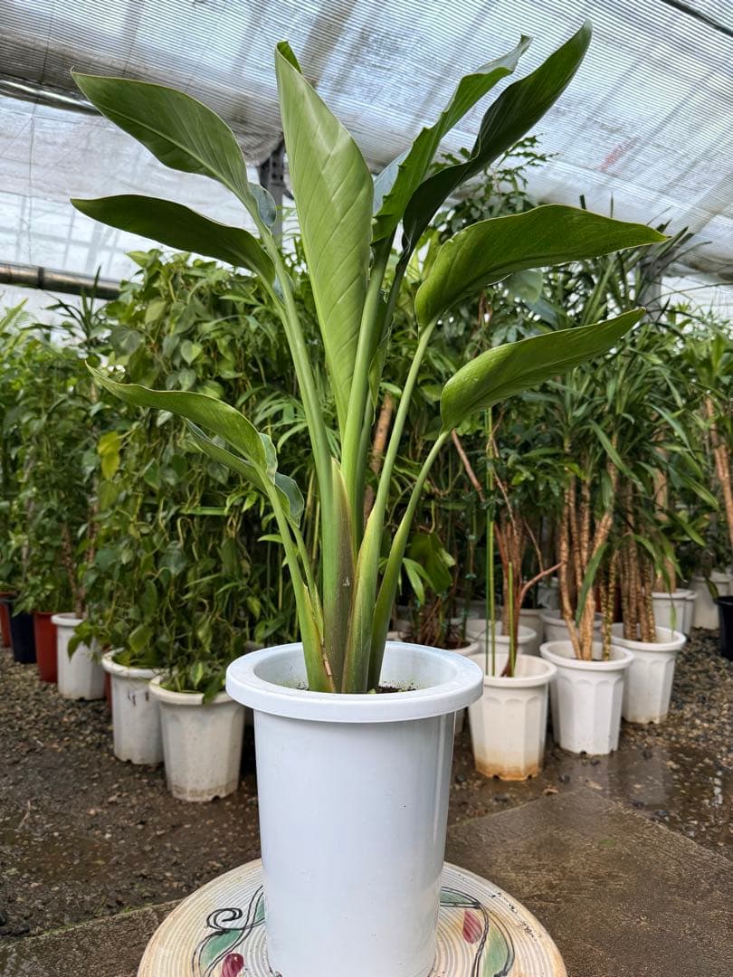 【特級品】ストレリチア オーガスタ 特大極上苗2株立ち 美形状 7号鉢サイズ