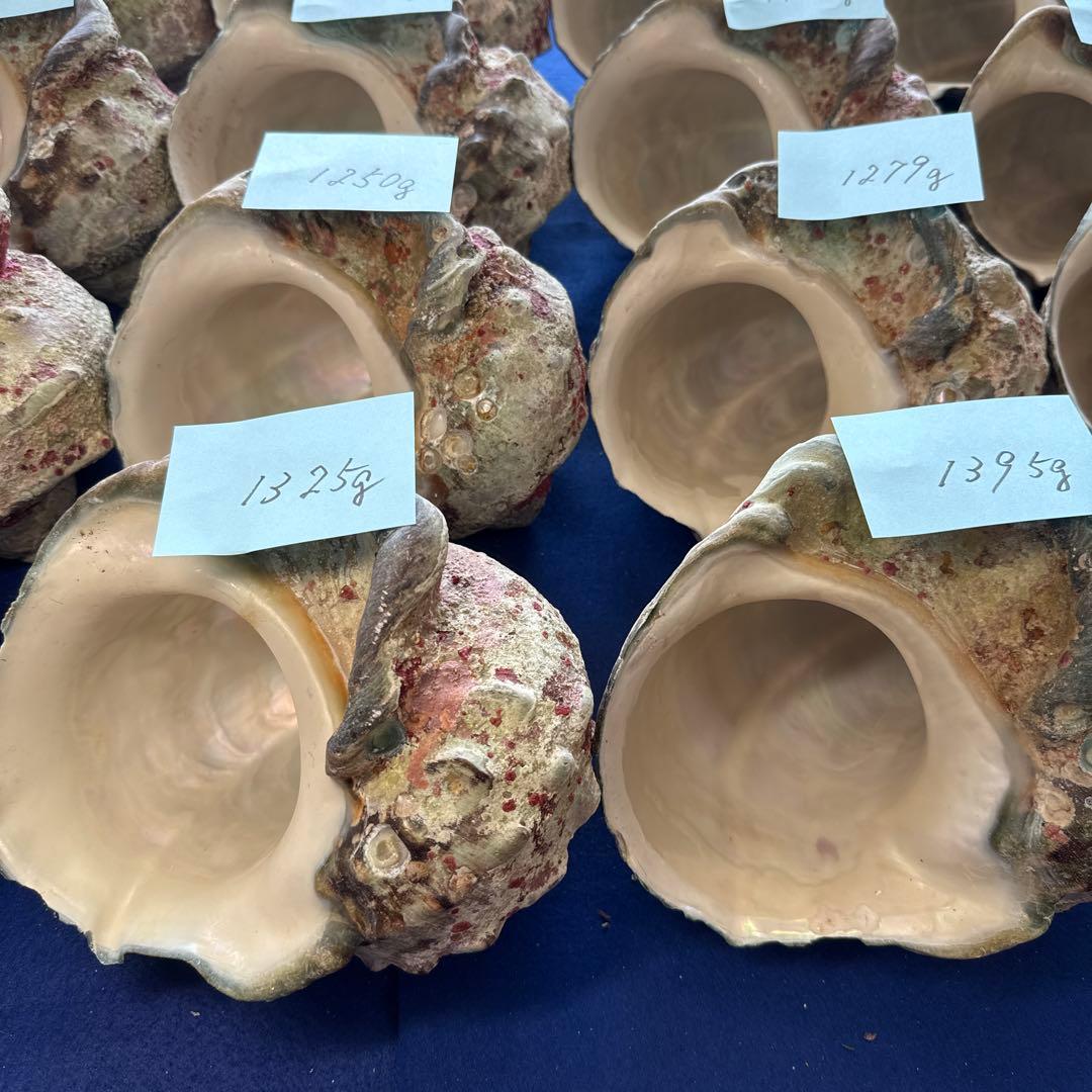 特大夜光貝　ヤコウ貝　まとめ売り　18個 21、7kgアクセサリー　ルアー