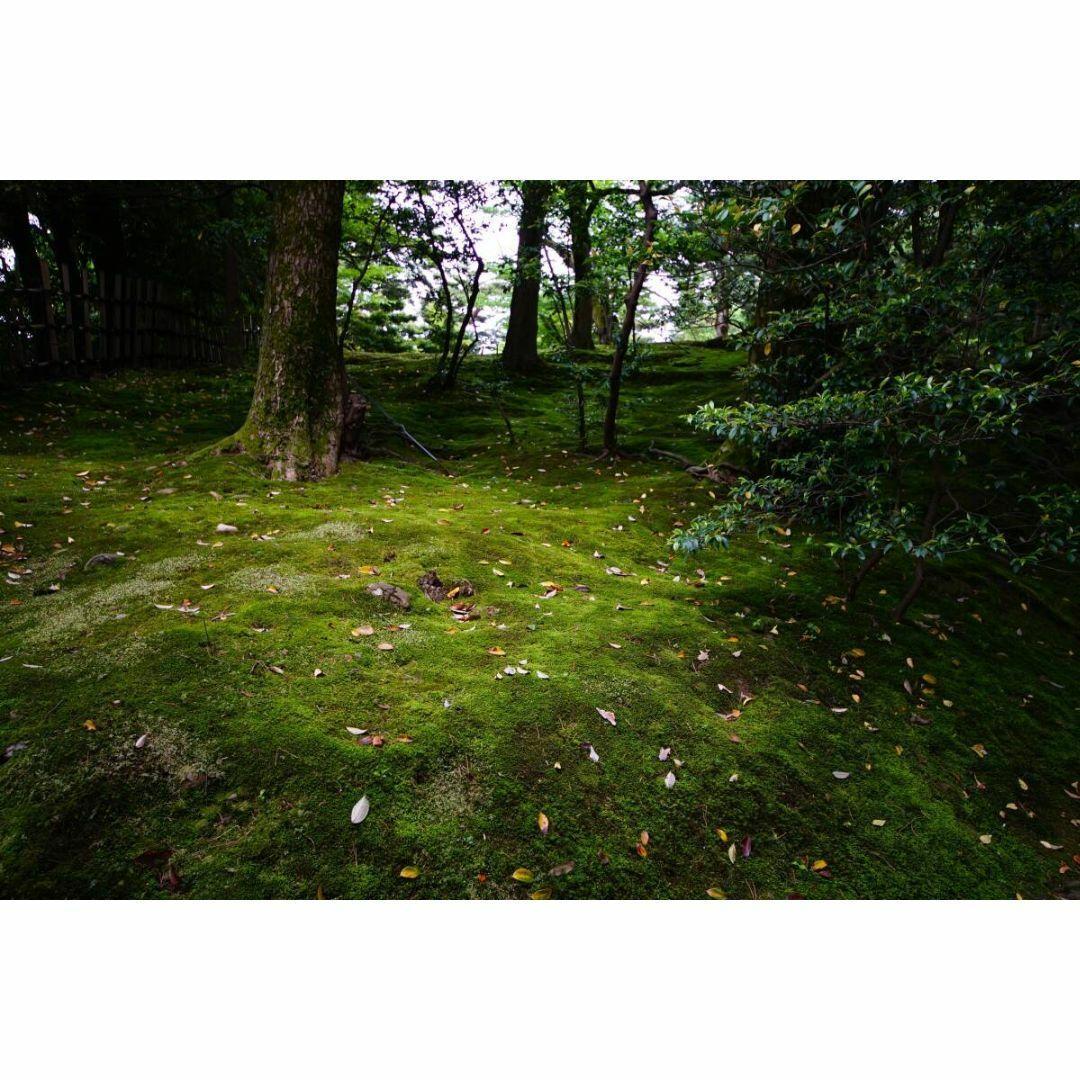 【美品/作例】Sigmagma EX 10-20mm f4-5.6 DC HSM