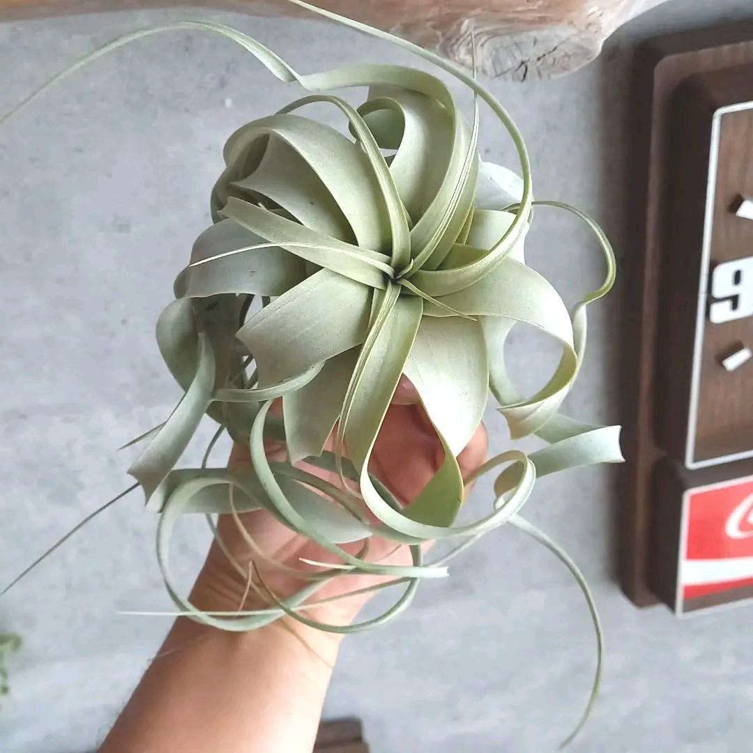 Tony36様確認用