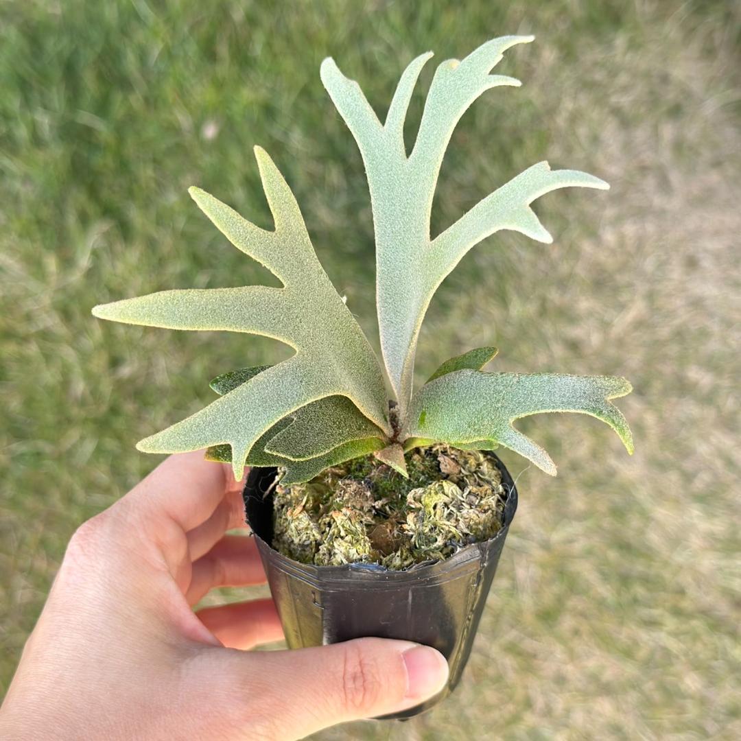 P. willinckii ’Jenny’ TC 2845