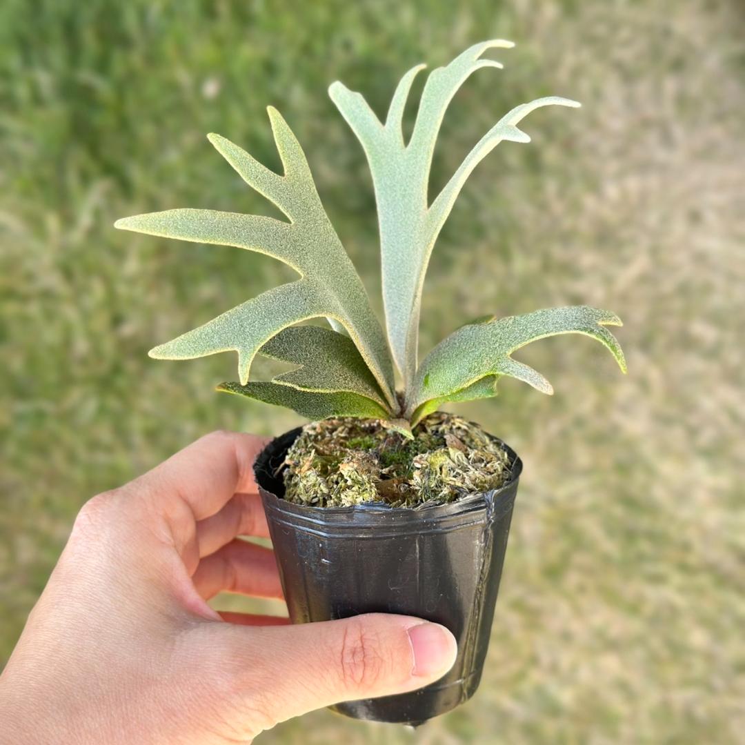 P. willinckii ’Jenny’ TC 2845
