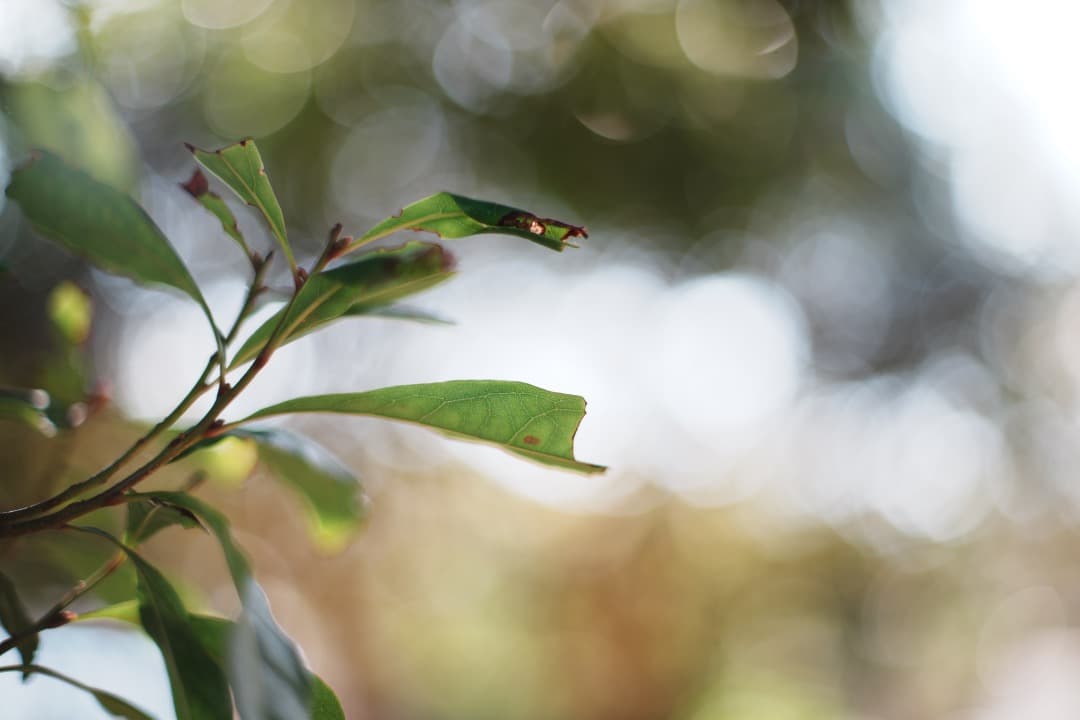【美品】動作◎ SMC Takumar 50mm F1.4 PENTAX 215