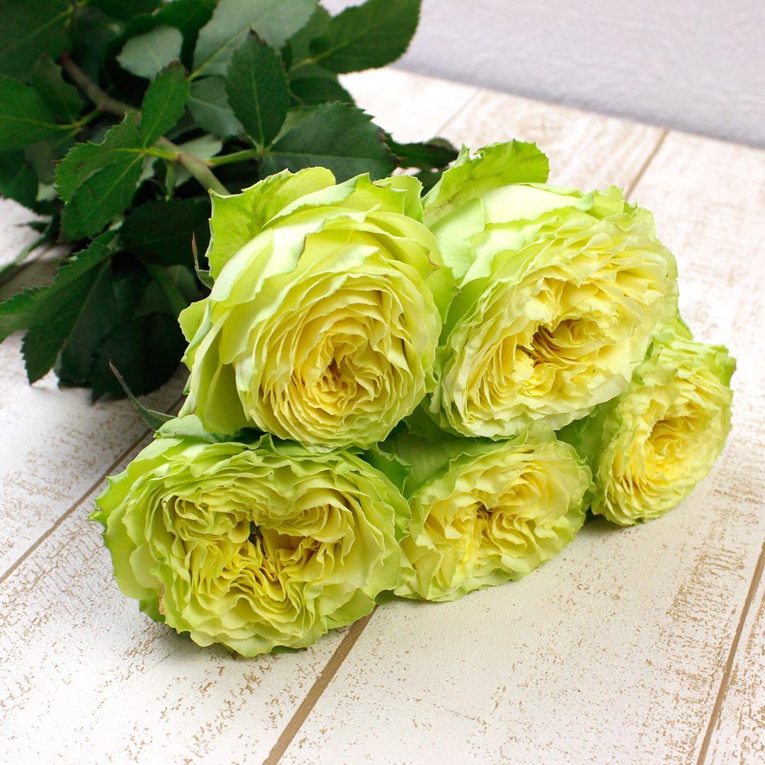 「モカリ」 切り花品種バラ苗　レアバラ　2点