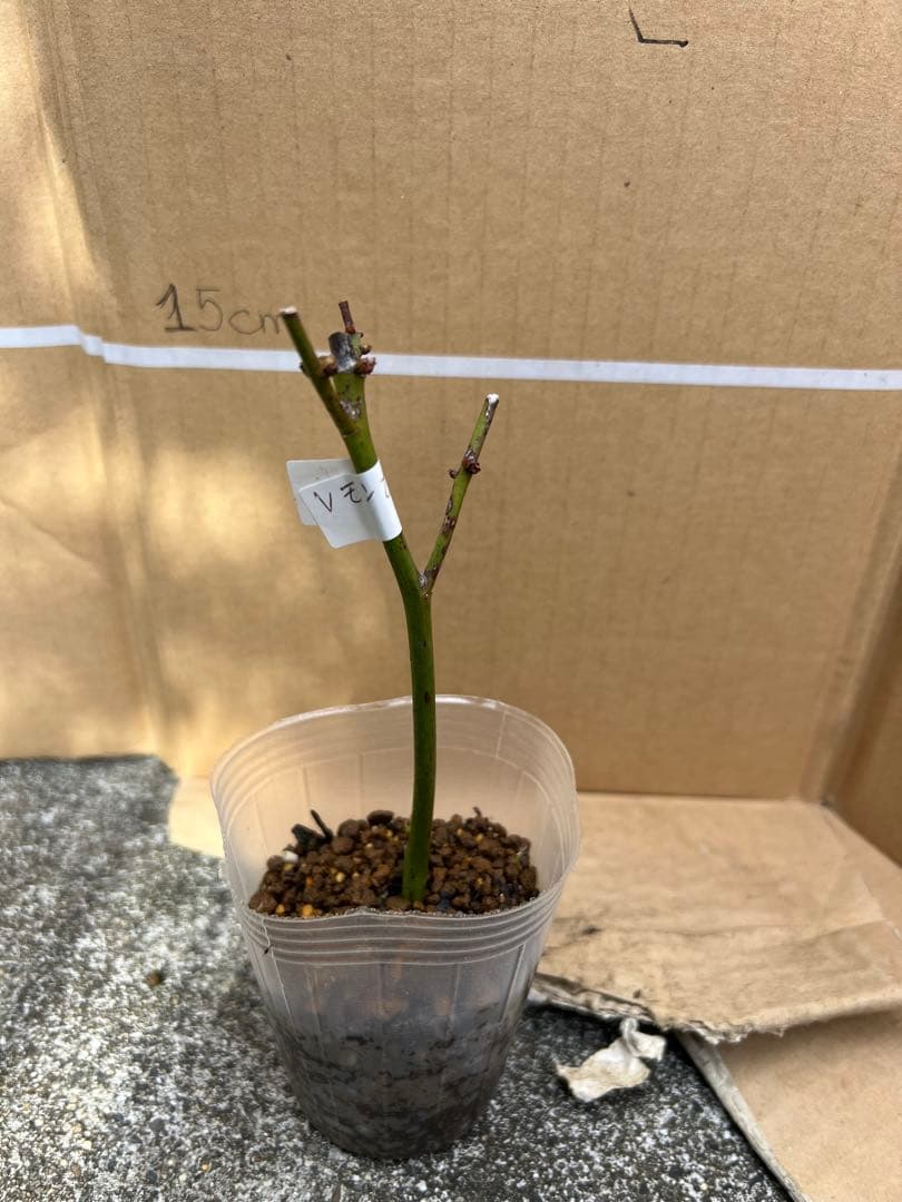 「モカリ」 切り花品種バラ苗　レアバラ　2点